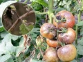 HELP PLANT B ZAPOBIEGA PLAMOM NA OWOCACH POMIDORA 4944
