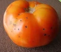 HELP PLANT B ZAPOBIEGA PLAMOM NA OWOCACH POMIDORA 4945