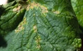 HELP PLANT B ZAPOBIEGA PLAMOM NA OWOCACH POMIDORA 4946