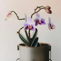 PAŁECZKI NAWOZOWE DO STORCZYKÓW SUBSTRAL ORCHIDEA 4983