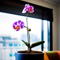 PAŁECZKI NAWOZOWE DO STORCZYKÓW SUBSTRAL ORCHIDEA 4984