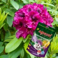 NAWÓZ DO RODODENDRONÓW I ROŚLIN KWASOLUBNYCH 350g 5045