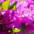 NAWÓZ DO RODODENDRONÓW I ROŚLIN KWASOLUBNYCH 350g 5048