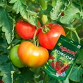 NAWÓZ AGRECOL DO POMIDORÓW I PAPRYKI 350g 5051