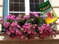 NAWÓZ KRYSTALICZNY DO PELARGONII AGRECOL 200g 5059