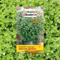 MAJERANEK OGRODOWY NASIONA PLANTICO ORIGANUM MAJORANA AROMATYCZNE ZIOŁA 0,5 5370