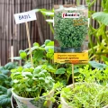 MAJERANEK OGRODOWY NASIONA PLANTICO ORIGANUM MAJORANA AROMATYCZNE ZIOŁA 0,5 5374