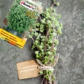 MAJERANEK OGRODOWY NASIONA PLANTICO ORIGANUM MAJORANA AROMATYCZNE ZIOŁA 0,5 5375