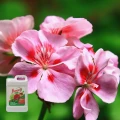 NAWÓZ WIELOSKŁADNIKOWY FLOROVIT PŁYNNY PELARGONIE KWIATY KWITNĄCE 2,8KG 5461