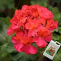NAWÓZ WIELOSKŁADNIKOWY FLOROVIT PŁYNNY PELARGONIE KWIATY KWITNĄCE 2,8KG 5462