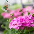 NAWÓZ WIELOSKŁADNIKOWY FLOROVIT PŁYNNY PELARGONIE KWIATY KWITNĄCE 2,8KG 5463