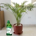 NAWÓZ W ŻELU DO ROŚLIN ZIELONYCH MINERALNY ŻEL BIOPON 500ml NA 140 L WODY 5553