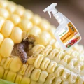 BIOSAP NA MSZYCE PRZĘDZIORKA MĄCZLIKA ROŚLINY OZDOBNE WARZYWA AGROPAK 750ML 5587