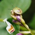 BIOSAP NA MSZYCE PRZĘDZIORKA MĄCZLIKA ROŚLINY OZDOBNE WARZYWA AGROPAK 750ML 5588