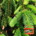 SUBSTRAL NAWÓZ WIELOSKŁADNIKOWY GRANULAT BRĄZOWIENIE IGIEŁ IGLAK 5KG 5635