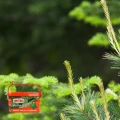 SUBSTRAL NAWÓZ WIELOSKŁADNIKOWY GRANULAT BRĄZOWIENIE IGIEŁ IGLAK 5KG 5637