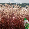 FLOROVIT NAWÓZ DO TRAW OZDOBNYCH I BAMBUSÓW ROZROST KĘPY ŹDŹBŁA PŁYN 1L 5646