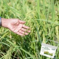 SUMIN NAWÓZ WIELOSKŁADNIKOWY ANTYCHWAST DO TRAWNIKÓW ZACHWASZCZONYCH 5KG 5650