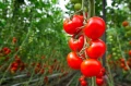 BIO NAWÓZ DO WARZYW I ZIÓŁ FLOROVIT PRO NATURA EKOLOGICZNY 5L 5675