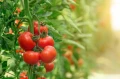 BIO NAWÓZ DO WARZYW I ZIÓŁ FLOROVIT PRO NATURA EKOLOGICZNY 5L 5676