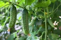 BIO NAWÓZ DO WARZYW I ZIÓŁ FLOROVIT PRO NATURA EKOLOGICZNY 5L 5677