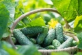BIO NAWÓZ DO WARZYW I ZIÓŁ FLOROVIT PRO NATURA EKOLOGICZNY 5L 5678