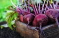 BIO NAWÓZ DO WARZYW I ZIÓŁ FLOROVIT PRO NATURA EKOLOGICZNY 5L 5679