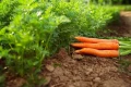 BIO NAWÓZ DO WARZYW I ZIÓŁ FLOROVIT PRO NATURA EKOLOGICZNY 5L 5680