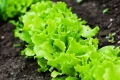 BIO NAWÓZ DO WARZYW I ZIÓŁ FLOROVIT PRO NATURA EKOLOGICZNY 5L 5681