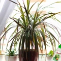 FLOROVIT NAWÓZ WIELOSKŁADNIKOWY PŁYNNY DO PALM JUK DRACEN BUTELKA 0,5L 5791