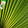FLOROVIT NAWÓZ WIELOSKŁADNIKOWY PŁYNNY DO PALM JUK DRACEN BUTELKA 0,5L 5792