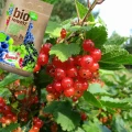 BIO NAWÓZ FLOROVIT DO WINOROŚLI AGRESTU PORZECZEK NATURALNY GRANULOWANY 5L 5844