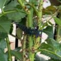 AGRO OPASKA ZACISKOWA BIODEGRADOWALNA 20 szt 601