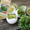 BIO RZEŻUCHA NASIONA NA KIEŁKI EKOLOGICZNE W. LEGUTKO 15g 6027