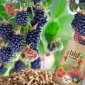 BIO NAWÓZ DO TRUSKAWEK MALIN JEŻYN NATURALNE SOCZYSTE OWOCE FLOROVIT 5L 6037