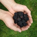 BIO NAWÓZ DO TRUSKAWEK MALIN JEŻYN NATURALNE SOCZYSTE OWOCE FLOROVIT 5L 6041