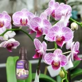 SUBSTRAL NAWÓZ WIELOSKŁADNIKOWY Z HUMUSEM DO ORCHIDEI STORCZYKI PŁYN 0,3KG 6060