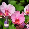 SUBSTRAL NAWÓZ WIELOSKŁADNIKOWY Z HUMUSEM DO ORCHIDEI STORCZYKI PŁYN 0,3KG 6062