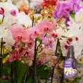 SUBSTRAL NAWÓZ WIELOSKŁADNIKOWY Z HUMUSEM DO ORCHIDEI STORCZYKI PŁYN 0,3KG 6063