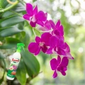 FLOROVIT NAWÓZ REGENERATOR DO STORCZYKÓW ZDROWE PĘDY PŁYNNY SPREJ 450ML 6069