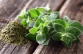 MIESZANKA WŁOSKA ZIÓŁ BAZYLIA OREGANO CZĄBER TYMIANEK NASIONA PLANTICO 1g 6109