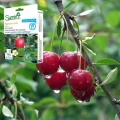 SIGNUM 33WG SUMIN CHOROBY GRZYBOWE WARZYWA ROŚLINY SADOWNICZE OZDOBNE 100G 6176