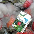 SIGNUM 33WG SUMIN CHOROBY GRZYBOWE WARZYWA ROŚLINY SADOWNICZE OZDOBNE 100G 6178