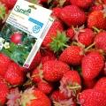 SIGNUM 33WG SUMIN CHOROBY GRZYBOWE WARZYWA ROŚLINY SADOWNICZE OZDOBNE 100G 6180