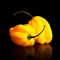 PAPRYKA BARDZO OSTRA CHIŃSKA MAŁA HABANERO ŻÓŁTA LIMON NASIONA LEGUTKO 6218