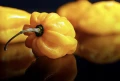 PAPRYKA BARDZO OSTRA CHIŃSKA MAŁA HABANERO ŻÓŁTA LIMON NASIONA LEGUTKO 6221
