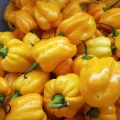 PAPRYKA BARDZO OSTRA CHIŃSKA MAŁA HABANERO ŻÓŁTA LIMON NASIONA LEGUTKO 6223