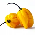 PAPRYKA BARDZO OSTRA CHIŃSKA MAŁA HABANERO ŻÓŁTA LIMON NASIONA LEGUTKO 6224