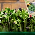 BIO NASIONA SŁONECZNIKA NA KIEŁKI ZDROWE ECO NASIONA LEGUTKO 10g 6234