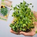 BIO NASIONA SŁONECZNIKA NA KIEŁKI ZDROWE ECO NASIONA LEGUTKO 10g 6235